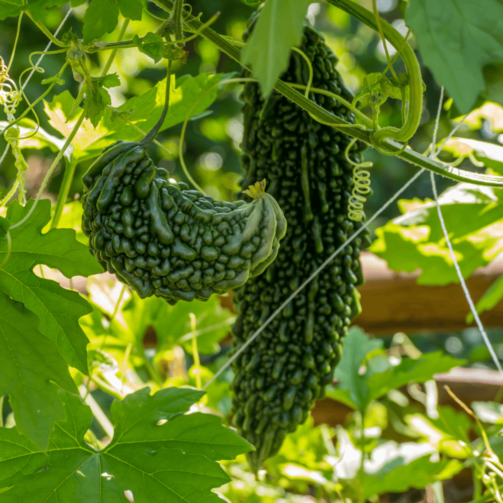 Bitter Gourd (Karela)