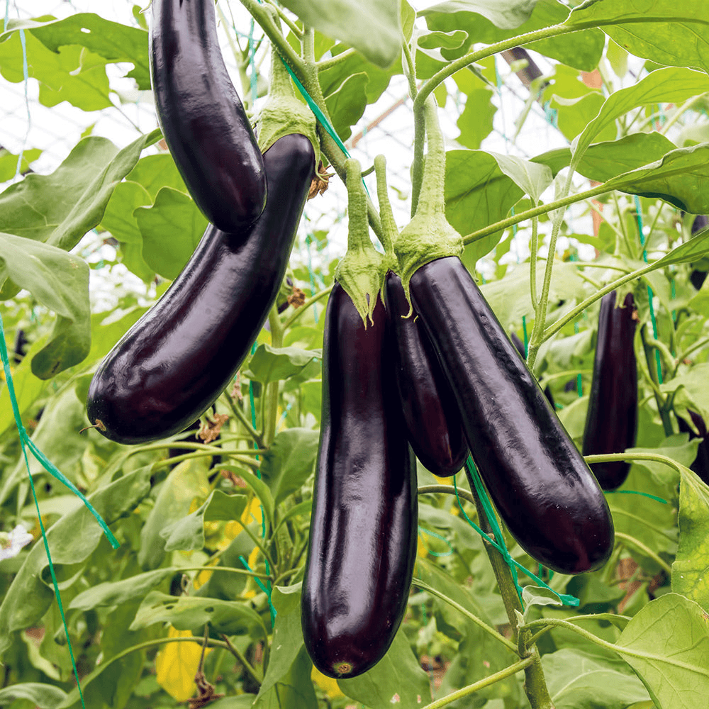 Eggplant (Beguni)