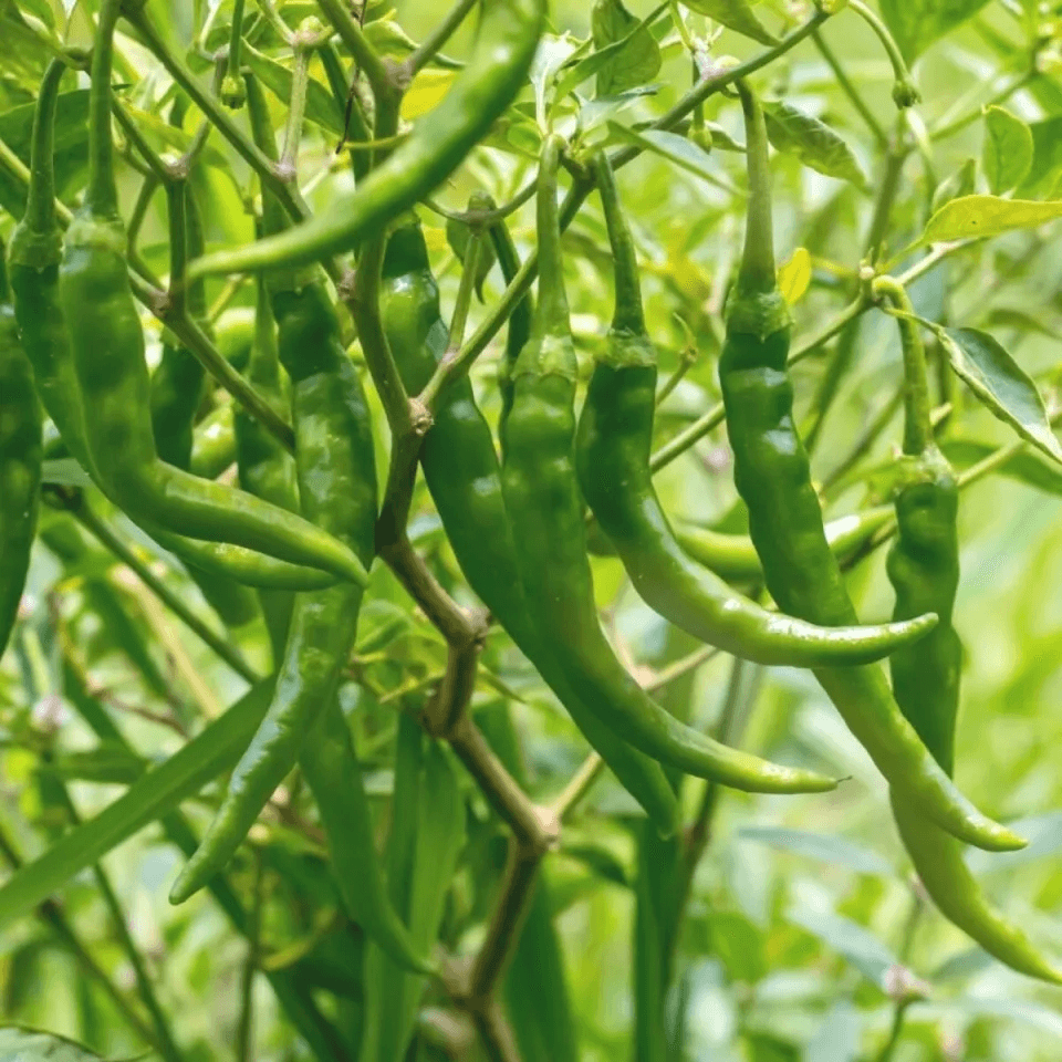 Green Chili (Hing)