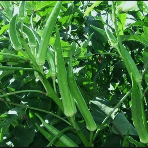 Okra (Vindi)