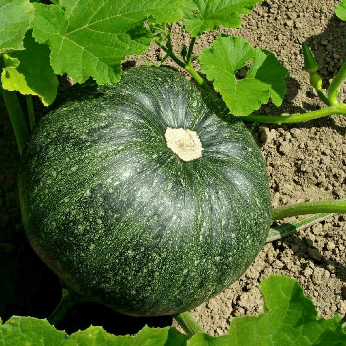Pumpkin (Kumra)