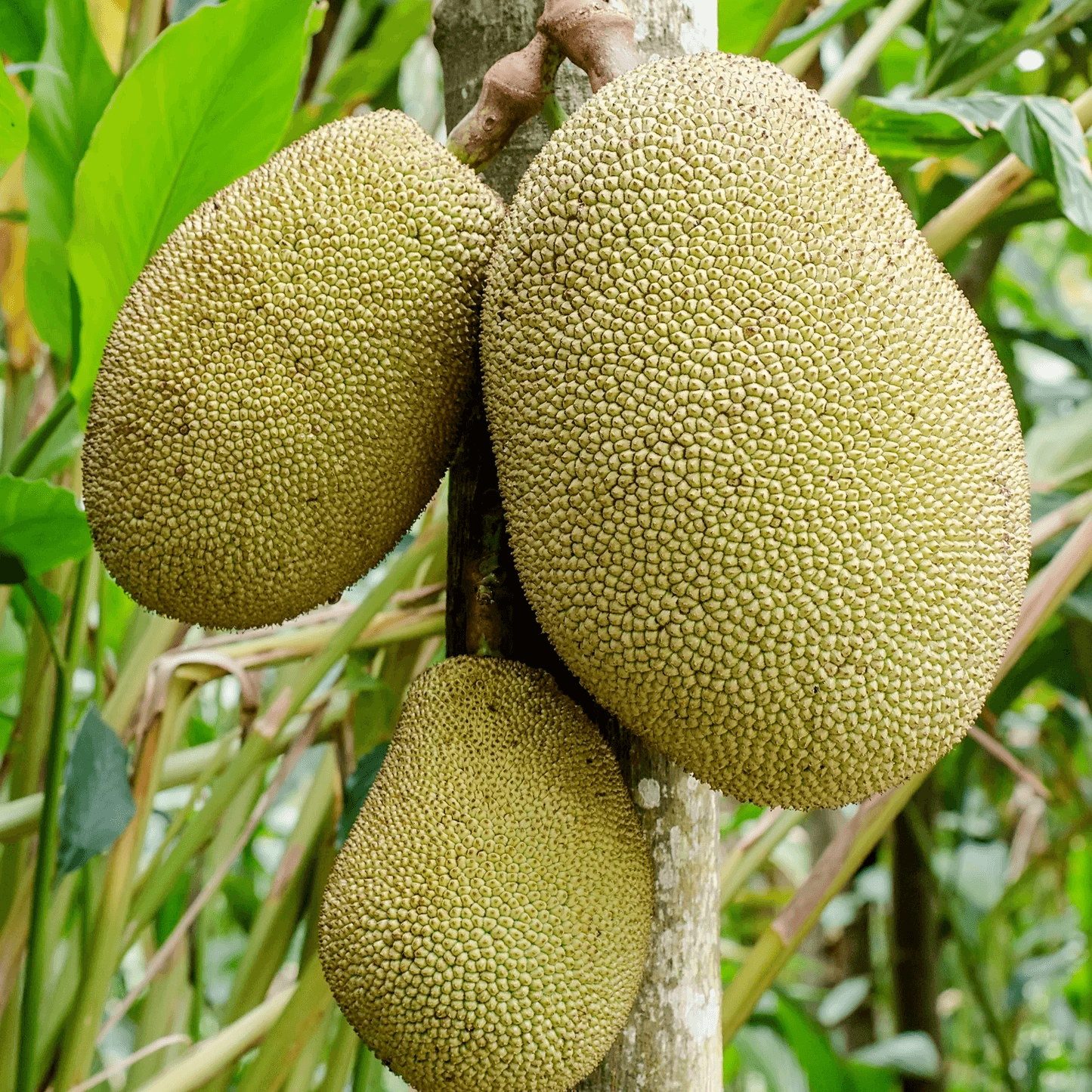 Jackfruit
