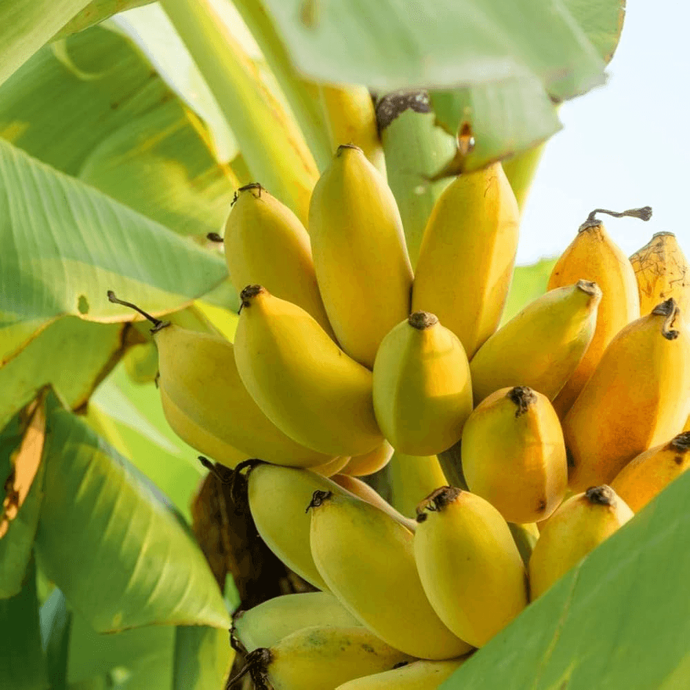 Banana